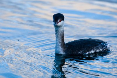 Horned Grebe