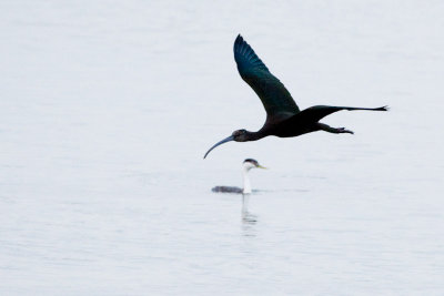 White-faced Ibis and Western Grebe