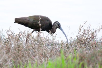 White-faced Ibis