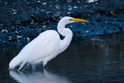 Great Egret with small fish