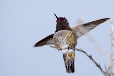 Anna's Hummingbird