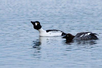 Common Goldeneye, courtship