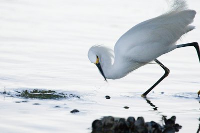 Snowy Egret