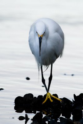 Snowy Egret