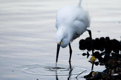 Snowy Egret