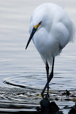 Snowy Egret