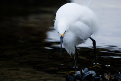 Snowy Egret