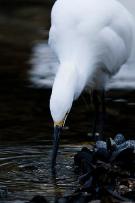 Snowy Egret