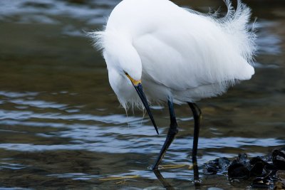 Snowy Egret