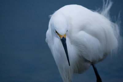 Snowy Egret