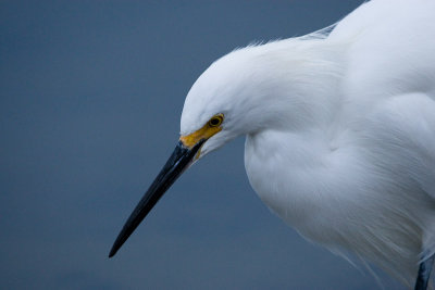 Snowy Egret