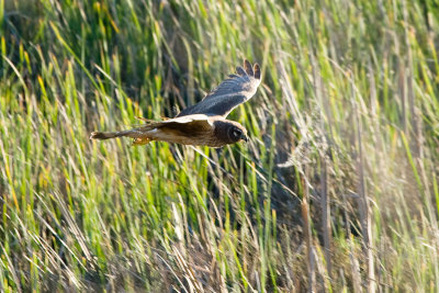 Northern Harrier