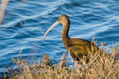 White-faced Ibis