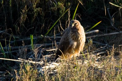 Northern Harrier