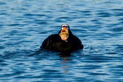 Surf Scoter with clam