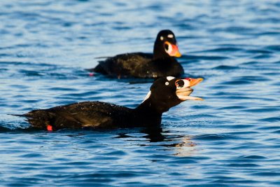 Surf Scoter with clam