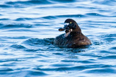 Scaup with mussels