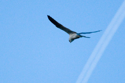 White-tailed Kite kiting