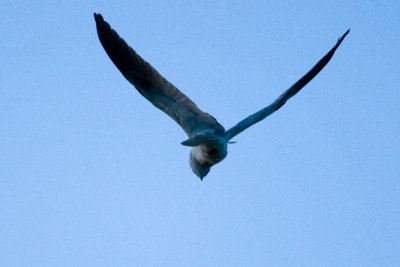 White-tailed Kite twisting