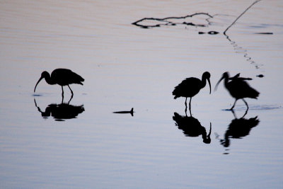 3 White-faced Ibises, silhouettes