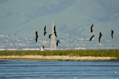 Black Skimmers