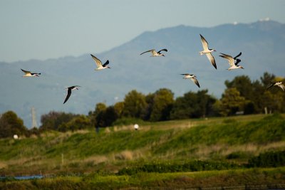 Black Skimmers, Mt. Hamilton in background