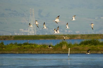 Black Skimmers