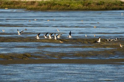 Black Skimmers landing