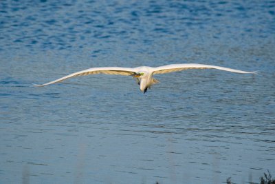 Great Egret