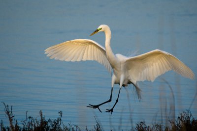 Great Egret