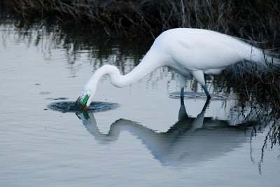 Great Egret