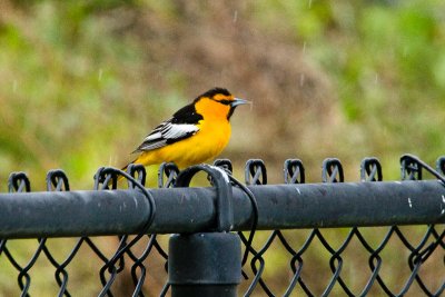 Bullock's Oriole