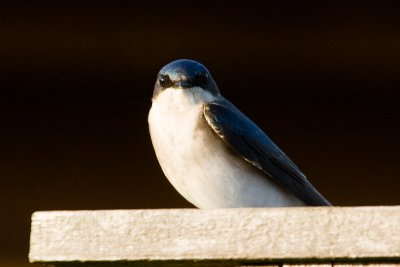 Tree Swallow