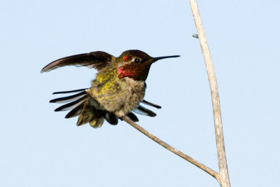 Anna's Hummingbird