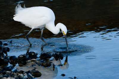 Snowy Egret