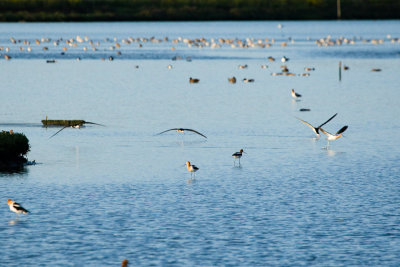 3 Black Skimmers