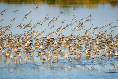 Western Sandpipers and Dunlin