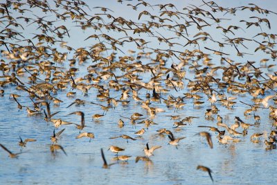 Western Sandpipers and Dunlin