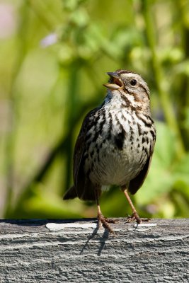 Song Sparrow