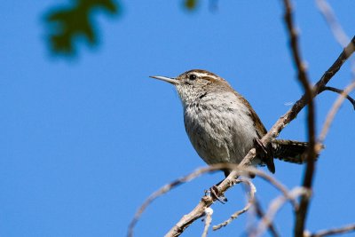 Bewicks Wren