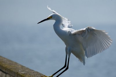 Snowy Egret