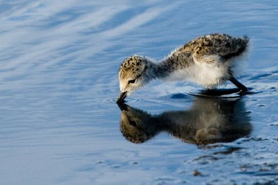 Black-necked Stilt chick