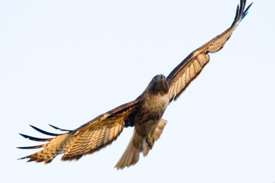 Red-tailed Hawk approaching