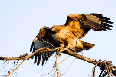 Red-tailed Hawk landing