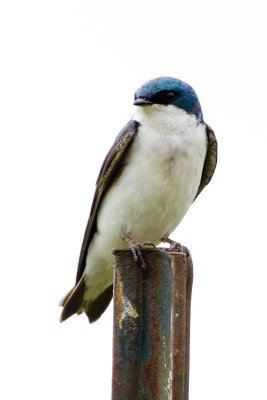 Tree Swallow