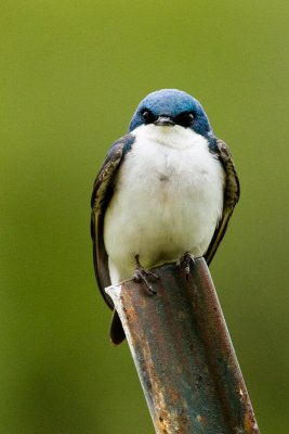 Tree Swallow