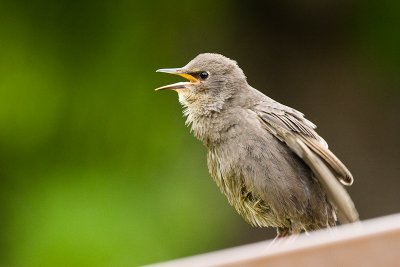 European Starling, juvenile