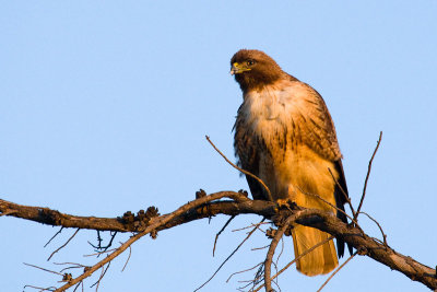Red-tailed Hawk with feather in mouth