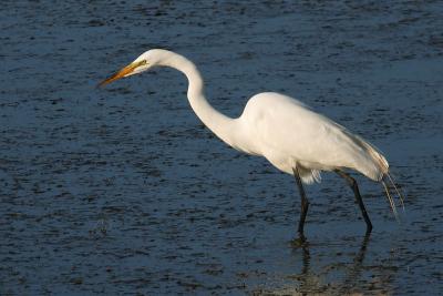 Great Egret