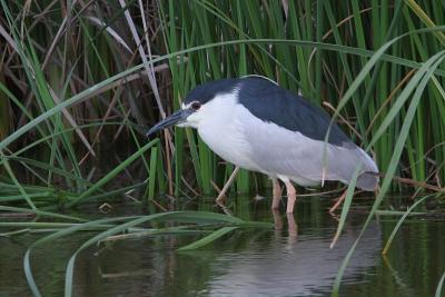 Black-Crowned Night Heron